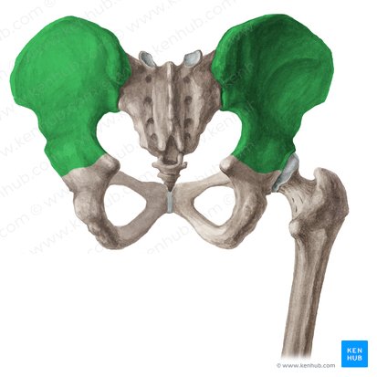 <p>What bone is this?</p>