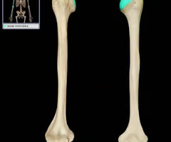 <p>medially because it articulates with the glenoid cavity of the scapula </p>
