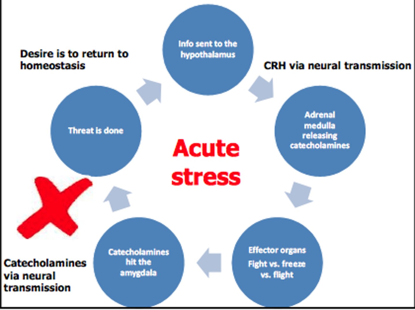 <p>Respond => Peak => Stop production (negative feedback) = recover</p><p>Like cortisol!</p>