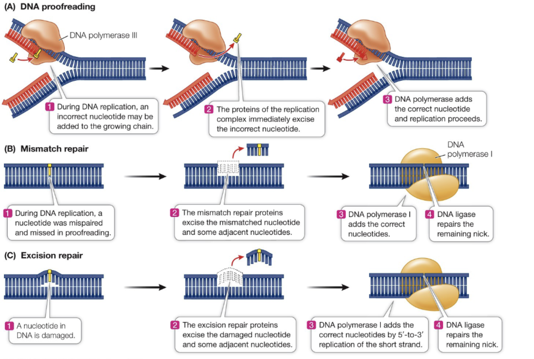 <p>Process that corrects errors in DNA replication by identifying and removing mispaired nucleotides using DNA polymerase I. Essential for maintaining the integrity of genetic information.</p>