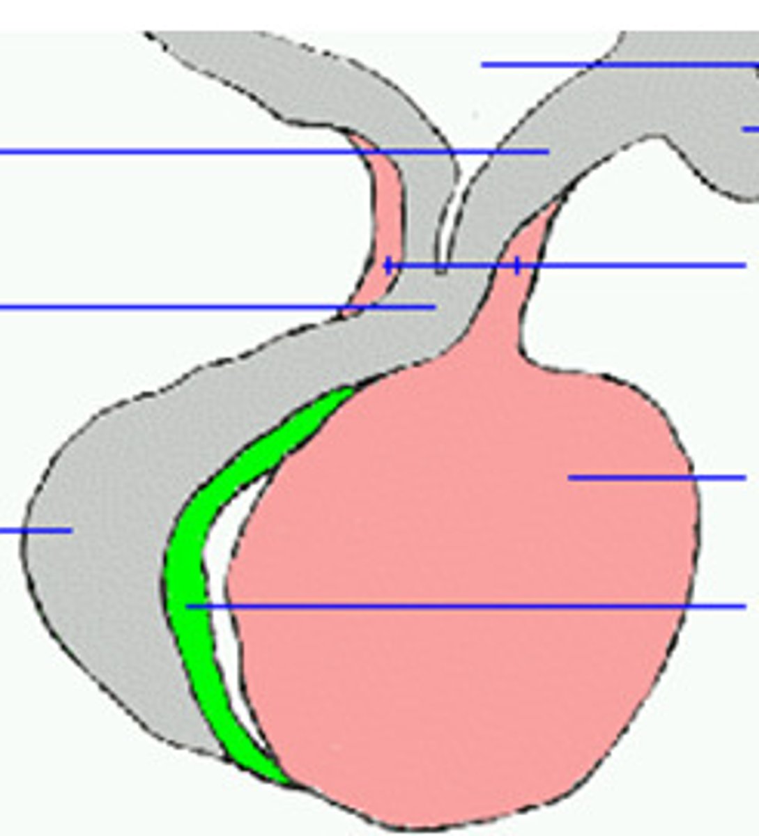 <p>-Green</p>