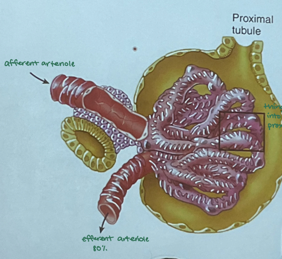 <p>plasma enters afferent arteriole → glomerulus capillaries, where filtrate passes into the Bowman’s capsule </p><ul><li><p>→ filtrate channels to proximal tubule </p></li><li><p>→ remaining blood leaves through efferent arteriole </p></li></ul><p></p>