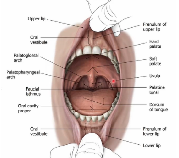 knowt flashcard image