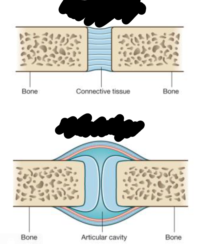 <p>What are the 2 types of joints? Describe both</p>