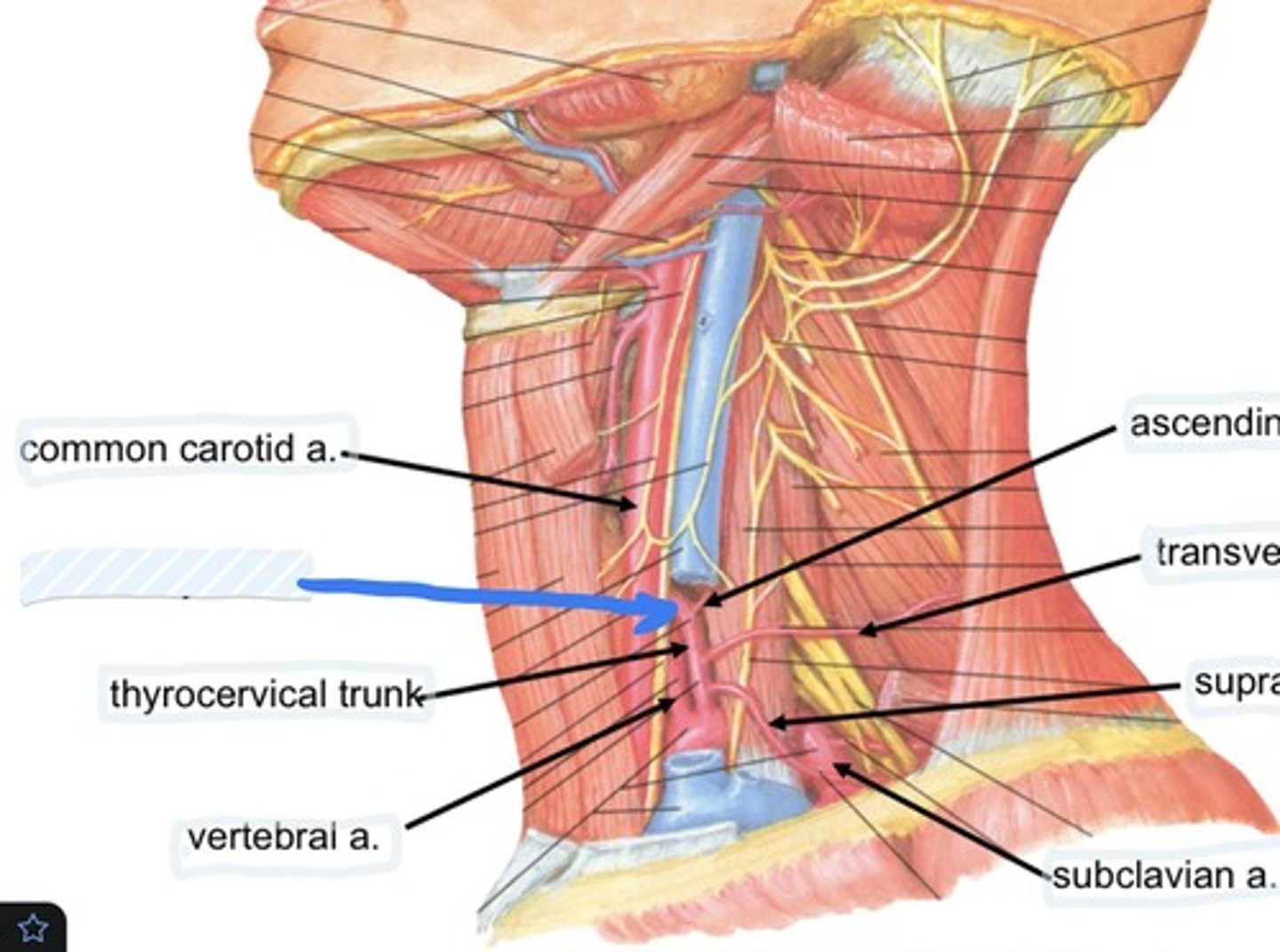 knowt flashcard image