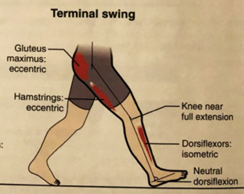 -hamstrings eccentrically to decelerate limb
-hip extensors and hip abductors to prepare for initial contact