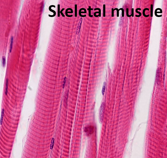 <p><span>This tissue is packaged into skeletal muscles, organs that are attached to bones and skin. </span></p><p><span> Skeletal muscle fibers are the longest of all muscles and have striations (stripes)</span><br><span>Also called voluntary muscle: can be consciously controlled</span><br><span>Contract rapidly; tire easily; powerful</span><br><span>Keywords for skeletal muscle: skeletal, striated, and voluntary</span></p>