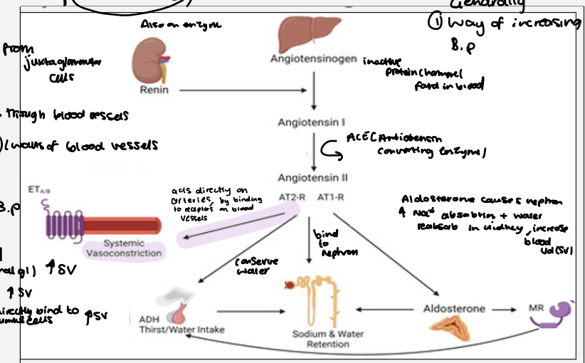 <p>raas- renin- angiotensin - aldosterone system </p><ol><li><p>renin ( hormone)  released from nephrons in juxtaglomerular cells  in the kidney  in response to low  blood pressure ,low sodium in the kidney or sympathetic activation </p></li><li><p>renin converts angiotensinogen ( inactive hormone) into angiotensin ( active form) , this flows through the blood vessels in the lungs </p></li><li><p>it binds to angiotensin converting enzyme which converts angiotensin 1 into angiotensin 2 carried around the body </p></li><li><p>angiotensin 2 increases blood pressure by :</p></li></ol><ul><li><p>binding to receptors in arteries causing systemic vasoconstriction increasing pvr </p></li><li><p>binds to receptors on adrenal glands - aldosterone released increased  na absorption and water reabsorption in kidney increasing sv </p></li><li><p>Directly binds to nephron increasing sodium and water reabsorption in kidney , increasing SV </p></li><li><p>Adh release from hypothalamus cells conserving water </p></li></ul><p></p><p>overall - RAAS raises blood pressure and restores circulating volume </p><p></p>