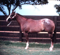 <p>Have strong quarter horse bloodlines, developed by the Nez Perce Indians in Idaho and Washington, eyes are encircled in white, skin is mottled, hooves are black and white striped vertically</p>