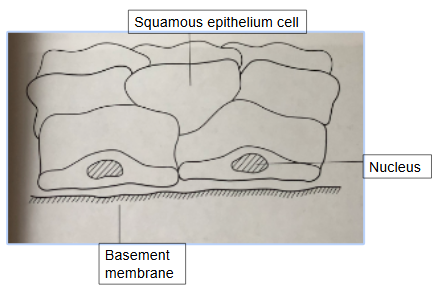 <p>flattened cells, line the Bowman’s capsule of the kidney nephron</p>