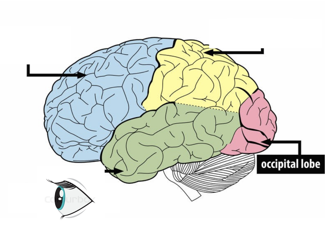<p>processing visual information → optometrist in the optical</p>