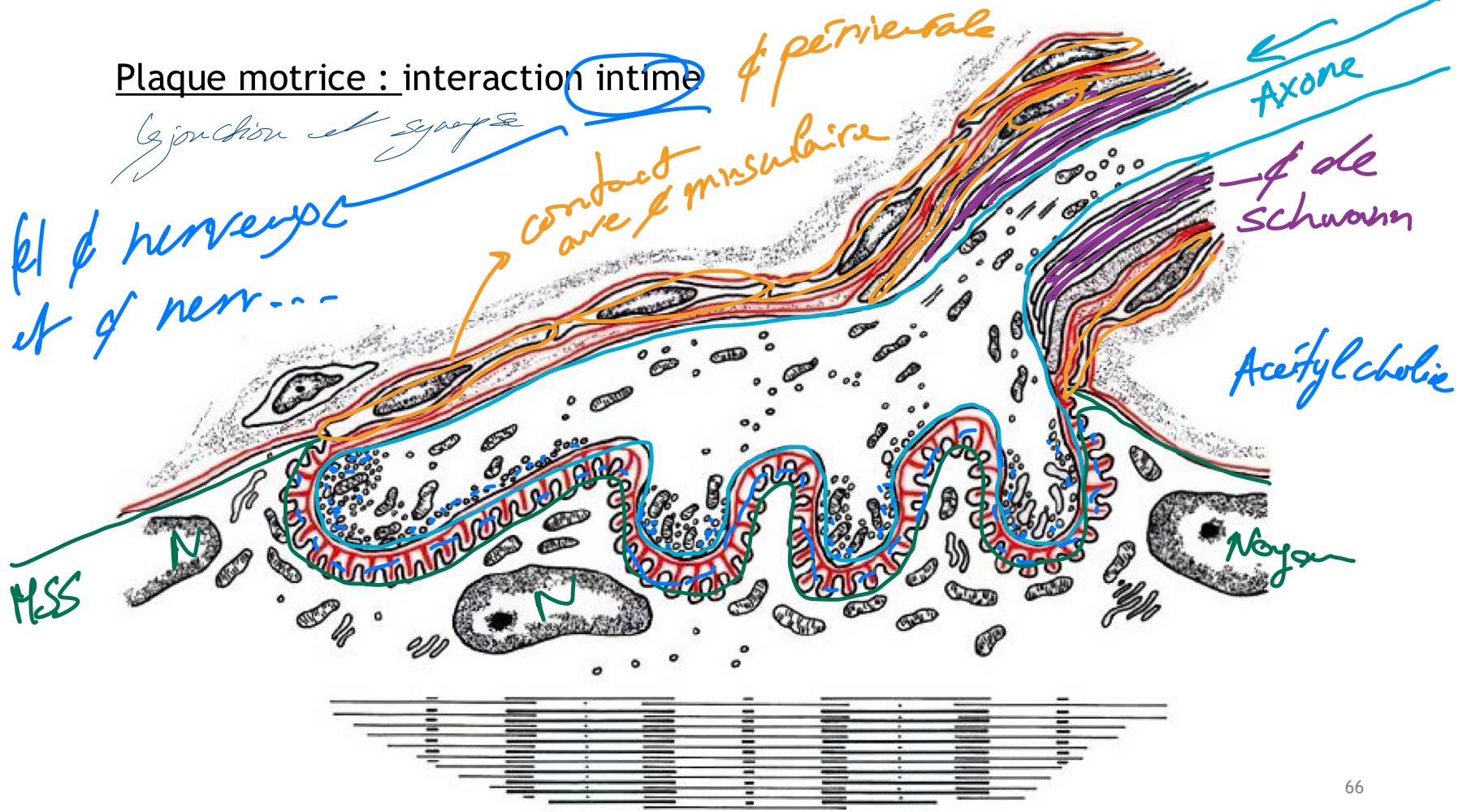 <ul><li><p>Sous l’effet d’un potentiel d’action atteignant la terminaison nerveuse motrice, il y a libération de l’acétylcholine qui se fixe sur les récepteurs membranaires de la cellule musculaire striée squelettique</p></li></ul><ul><li><p>Cela induit la dépolarisation du sarcolemme, par entrée de sodium, ce qui génère un potentiel d’action propagé vers le centre de la cellule musculaire par les tubules T (invaginations)</p></li></ul><ul><li><p>La libération du calcium hors des citernes du reticulum sarcoplasmique induit la contraction musculaire</p></li></ul><ul><li><p>La fin de la réponse musculaire résulte de la dégradation de l’acétylcholine par l’acétylcholinestérase localisée sur le sarcolemme</p></li></ul>