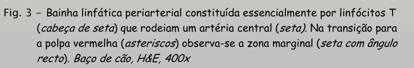 <p>baço - bainha linfática periarterial </p>