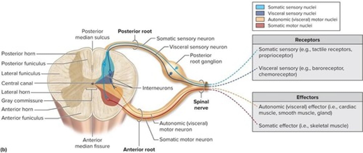 <p>Provides buoyancy, protects the brain, and transports nutrients and waste</p>