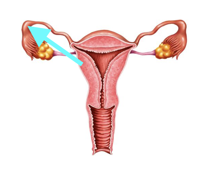 <p>What structure is shown?</p>