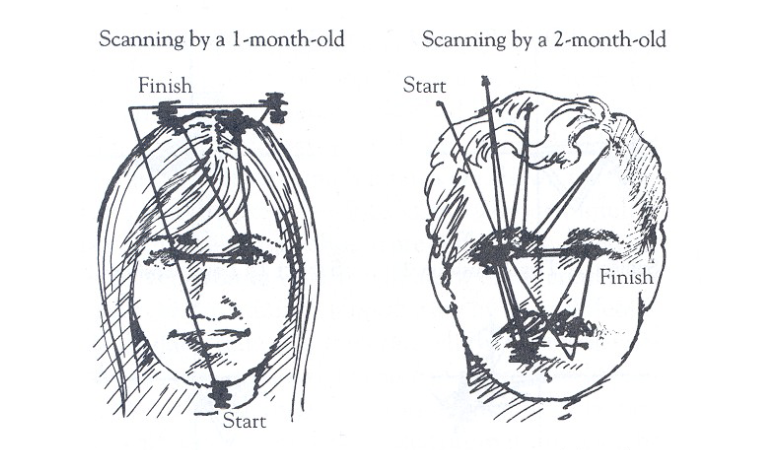 <p>(i)&nbsp;&nbsp;&nbsp; 1-mo-old’s tracking measurement shows that they focus on the outer ridges of the face (hairline, chin)</p><ul><li><p>when they do scan the internal features, they mostly look at the lips bc they move a lot</p></li></ul><p>(ii)&nbsp;&nbsp; 2-mo-old’s tracking measurement shows that they focus on the internal elements of the face (eyes, nose, lips)</p><p>(iii) babies that develop autism will continue to look at the outer ridges of faces</p><ul><li><p> this paradigm has diagnostic element = points to infants’ abnormalities in typical development stages</p></li></ul>