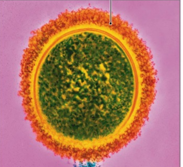 <p>A glycocalyx that is organized into a defined structure and firmly attached to the cell wall, providing protection against phagocytosis and englofment by immune cells and desiccation (cell drying out).</p>