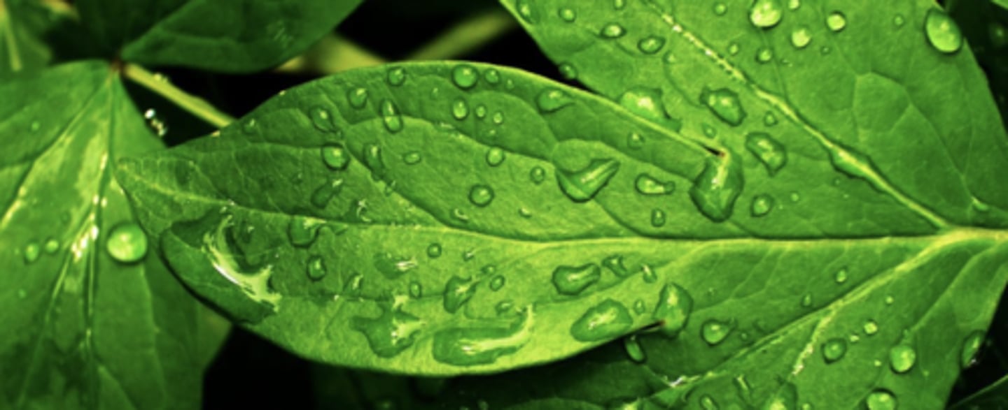 <p>Evaporation of water from the leaves via diffusion</p>