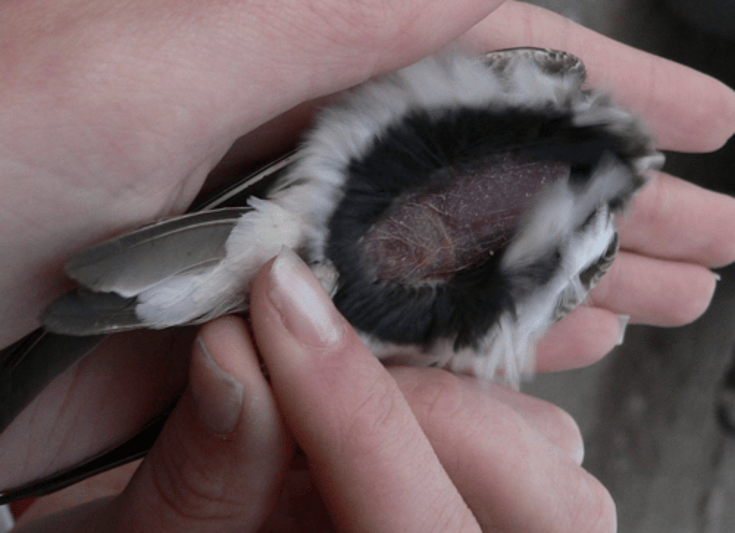 <p>What is this an image of?</p>