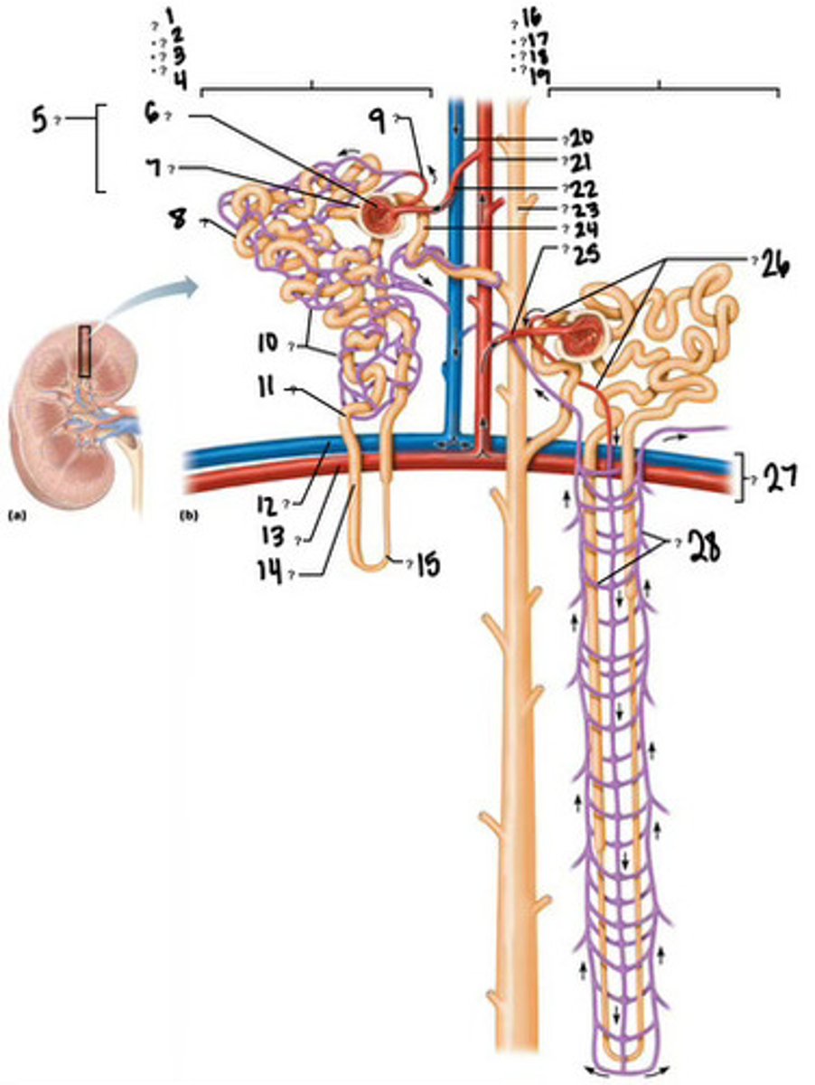 <p>21</p>
