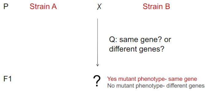 <p>Complementation Test (lec 6)</p>