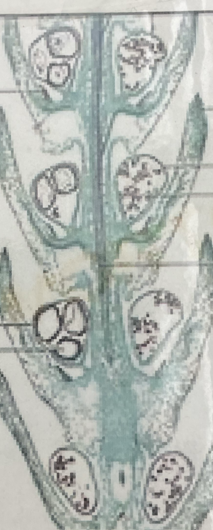 SELAGINELLA: are the spores homosporous or heterosporous?