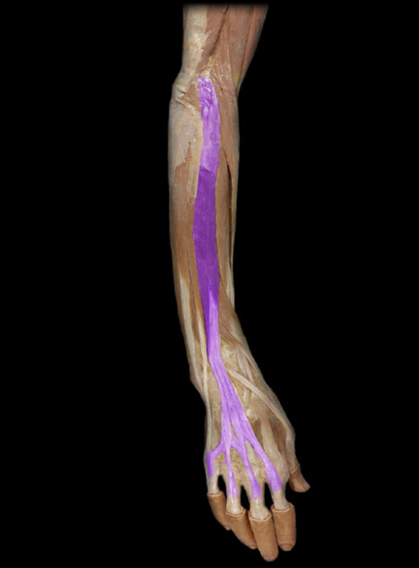 <p>Extensor digitorum</p>