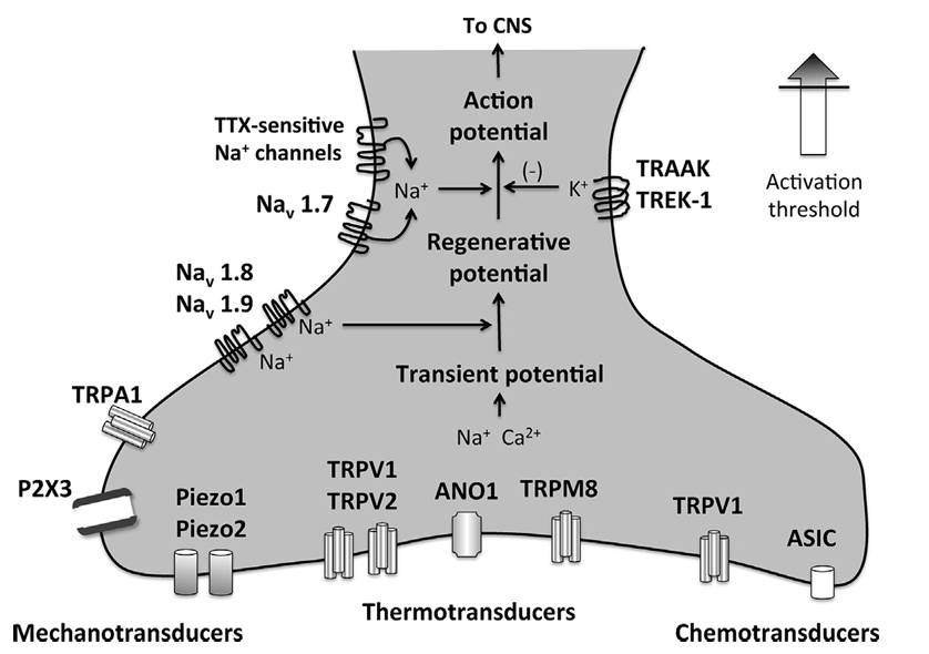 <p>Noxious stimuli acts on mechanotransducers, thermotransducers, and chemotransducers</p><p>Physicochemical stimuli (pressure, temperature, chemicals) activate ion channels located on sensory nerve endings, creating a transient change in membrane potential that is amplified by sodium channels such as Nav1.8 and Nav 1.9 to form a “regenerative potential”</p><p>At this point, endogenous inhibition may occur via activation of potassium channels such as the 2 pore channels TRAAK1 and TREK-1 or further amplified by sodium channels such as Nav1.8 and tetrodotoxin (TTX) - sensitive sodium channels to create an action potential that is propagated toward the CNS where is will be modulated and perceived</p>