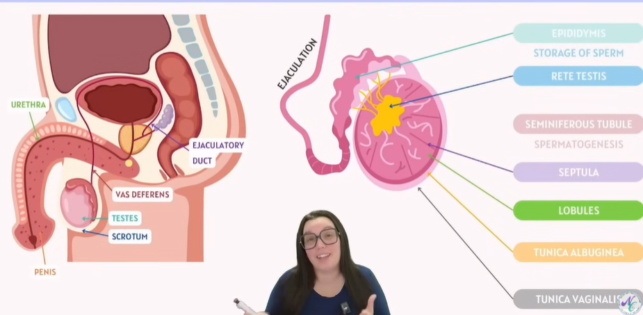 <p>Male Reproductive System Anatomy</p>