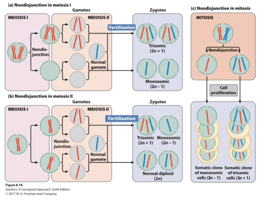 <p>A change in the number of individual chromosomes</p>