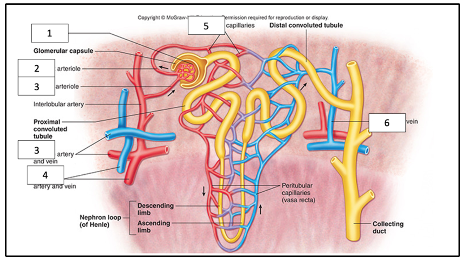 Label the following diagram:
