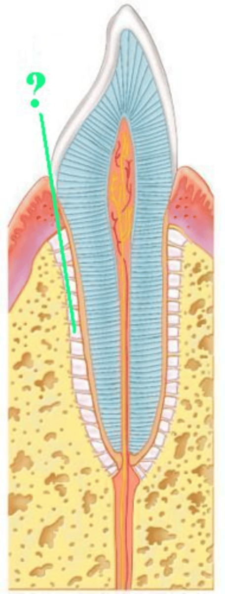 <p>Identify the indicated structure of a tooth.</p>