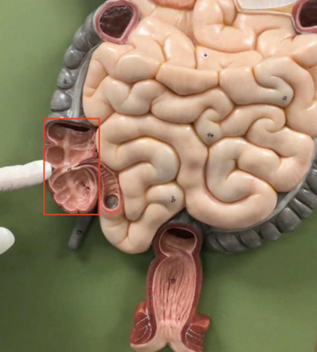 knowt flashcard image