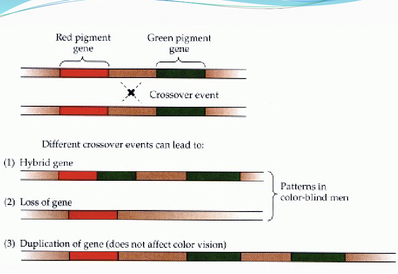 <ul><li><p>S-opsin gene= tritan</p></li><li><p>Premature destruction of S cones or the production of defective S cones </p></li></ul><p></p>