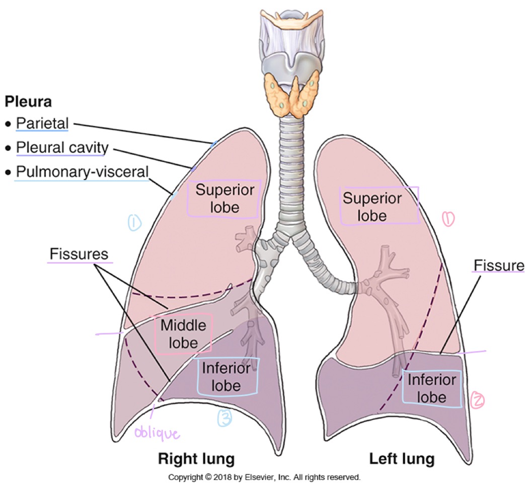 <p>Outer layer of the pleura, lining the chest wall, diaphragm, and mediastinum.</p>