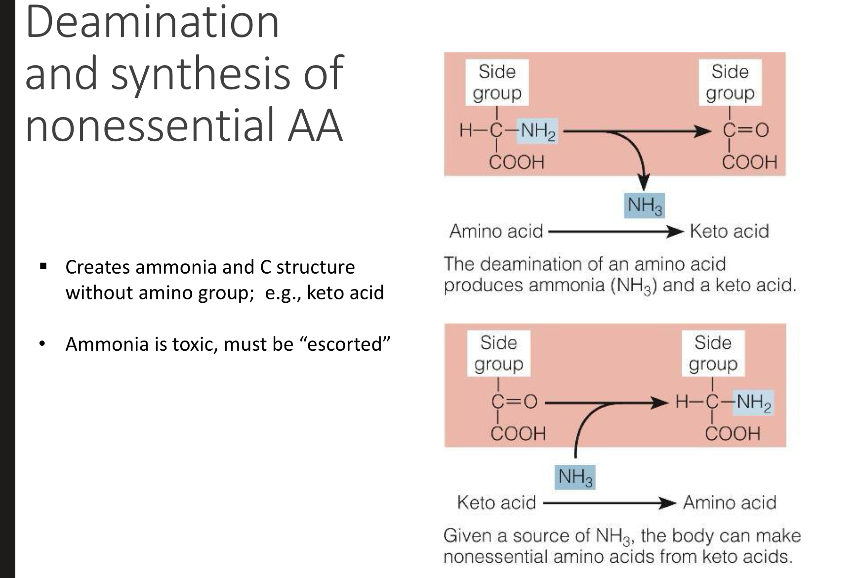 <ul><li><p><strong>Definition:</strong> Removal of the <strong>amino group (–NH₂)</strong> from an amino acid.</p></li><li><p><strong>Where/why it happens:</strong></p><ul><li><p>Mainly in the <strong>liver</strong>.</p></li><li><p>Happens when amino acids are used for <strong>energy</strong> or when there’s <strong>excess protein</strong>.</p></li></ul></li><li><p><strong>Process:</strong></p><ul><li><p>The amino group is removed → converted to <strong>ammonia (NH₃)</strong>.</p></li><li><p>Ammonia is toxic, so it’s quickly converted into <strong>urea</strong> (via the urea cycle) and excreted in urine.</p></li><li><p>The remaining <strong>carbon skeleton</strong> (keto acid) can enter metabolism → used for <strong>ATP, glucose, or fat synthesis</strong>.</p></li></ul></li></ul><p></p>
