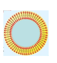 <p><u>Two possible outcomes:  </u></p><ol><li><p>surface area of the monolayer equaled the surface area of cells </p></li><li><p>surface area is 2x the surface area of the cells  </p></li></ol><p><u>Conclusion: </u></p><p>*surface area of monolayer was 2x surface area of cell( 2:1 ratio) </p><p>-cell membranes are bilayer </p><p></p>