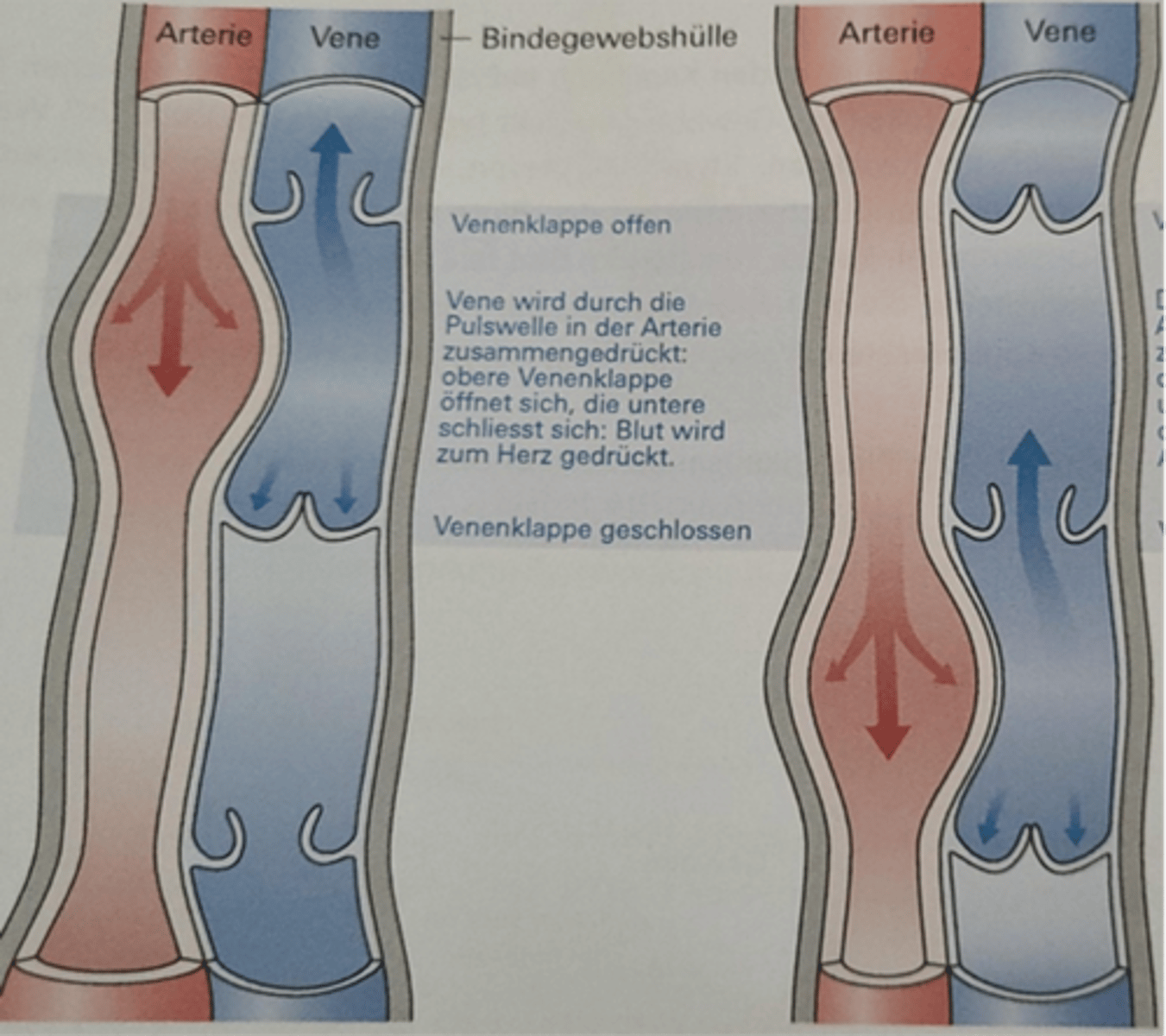 <p>Da der Blutdruck in manchen Venen praktisch null ist wird zur Fortbewegung die Ausdehnung der benachbarten Arterien benutzt.</p>