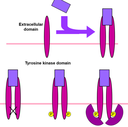 __transmembrane protein__: extracellular domain and tyrosine kinase domain

\
binding of the ligand causes **dimerization** of the receptor

* once the receptor is dimerized, it is **phosphorylated**
* the two receptors **phosphorylate each other (act in trans)** rather than themselves (act in cis)
* **adapter (Grb2) then binds** to receptor