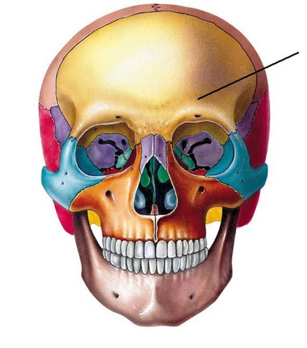 <p>supraorbital groove </p><p>-correlates with orbital plate</p>
