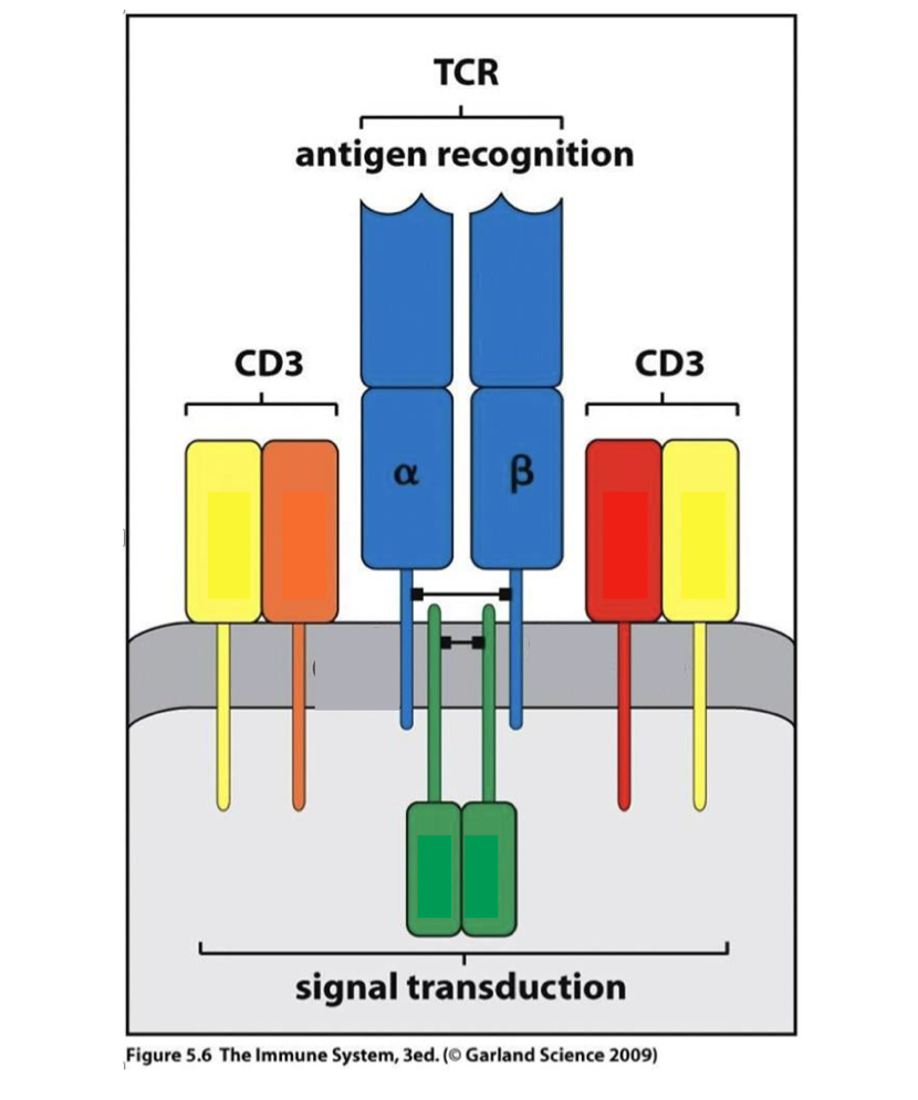 <p>CD3; it transduces signals this way (vs CD19 and CD 20 for B cell)</p>