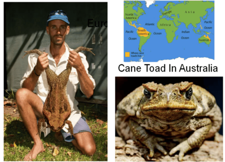 <p>Invasive species brought in to get rid of invasive sugarcane beetles <br>- grew exponentially and are HUGE w/ no natural predators b/c they are poisonous</p>