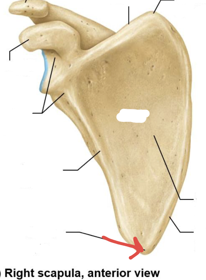 <p>what is this part of the scapula?</p>