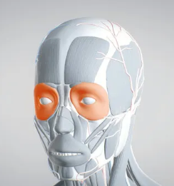 <p>A circular muscle around the eye that enables blinking and closing of the eyelids. </p>