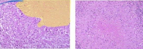 <p>A- identify</p><p>B- describe</p><p>C- identify the marked structure</p>