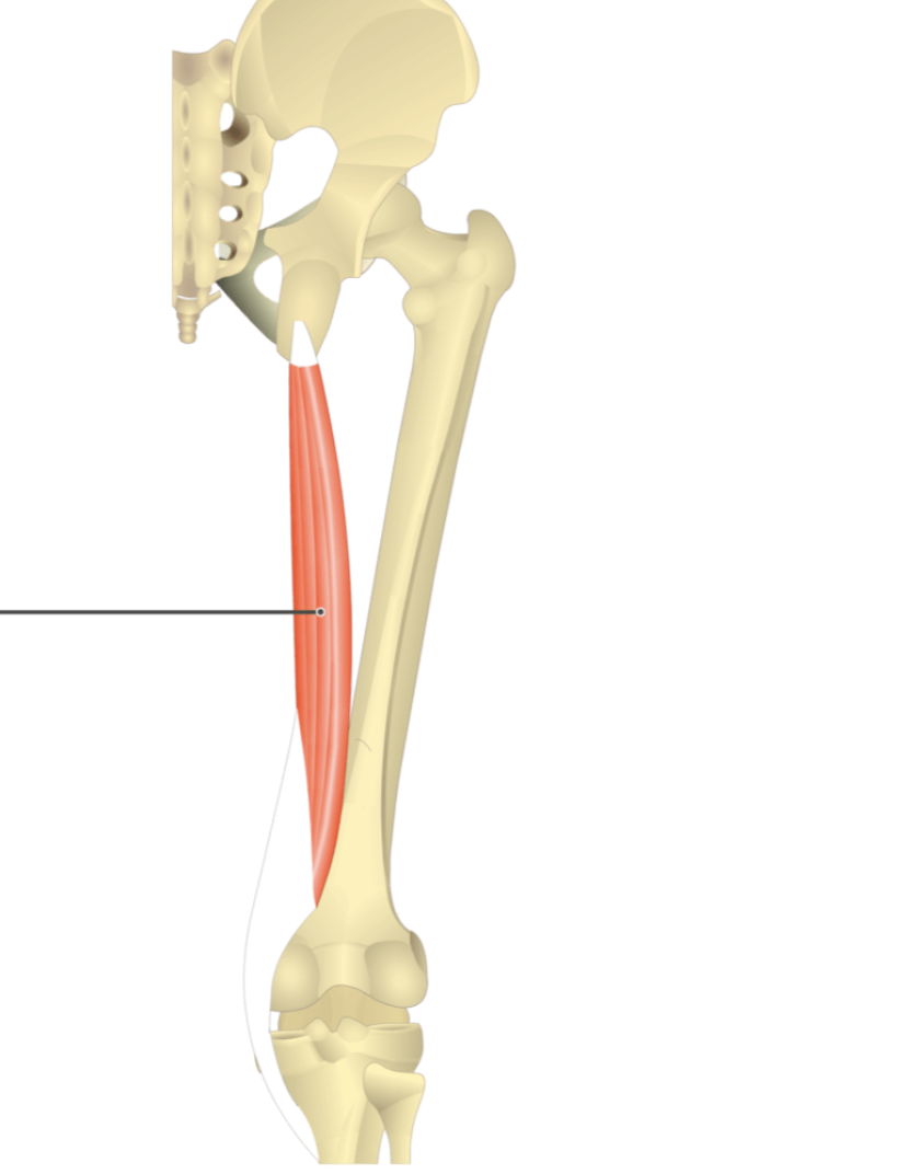 <p></p><p>origin: ischial tuberosity</p><p>insertion: medial condyle of tibia</p>