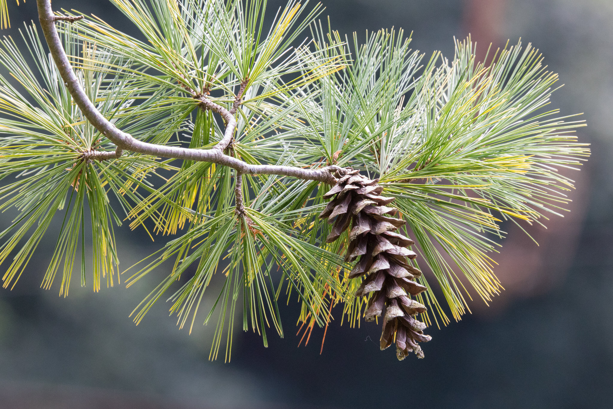 <p>Soft pine, 5 needles per group, soft long flexible needles, bark is mostly smooth and gray, often very tall with long horizontal branches, long slender resinous cones with flared bell-shaped scales</p>