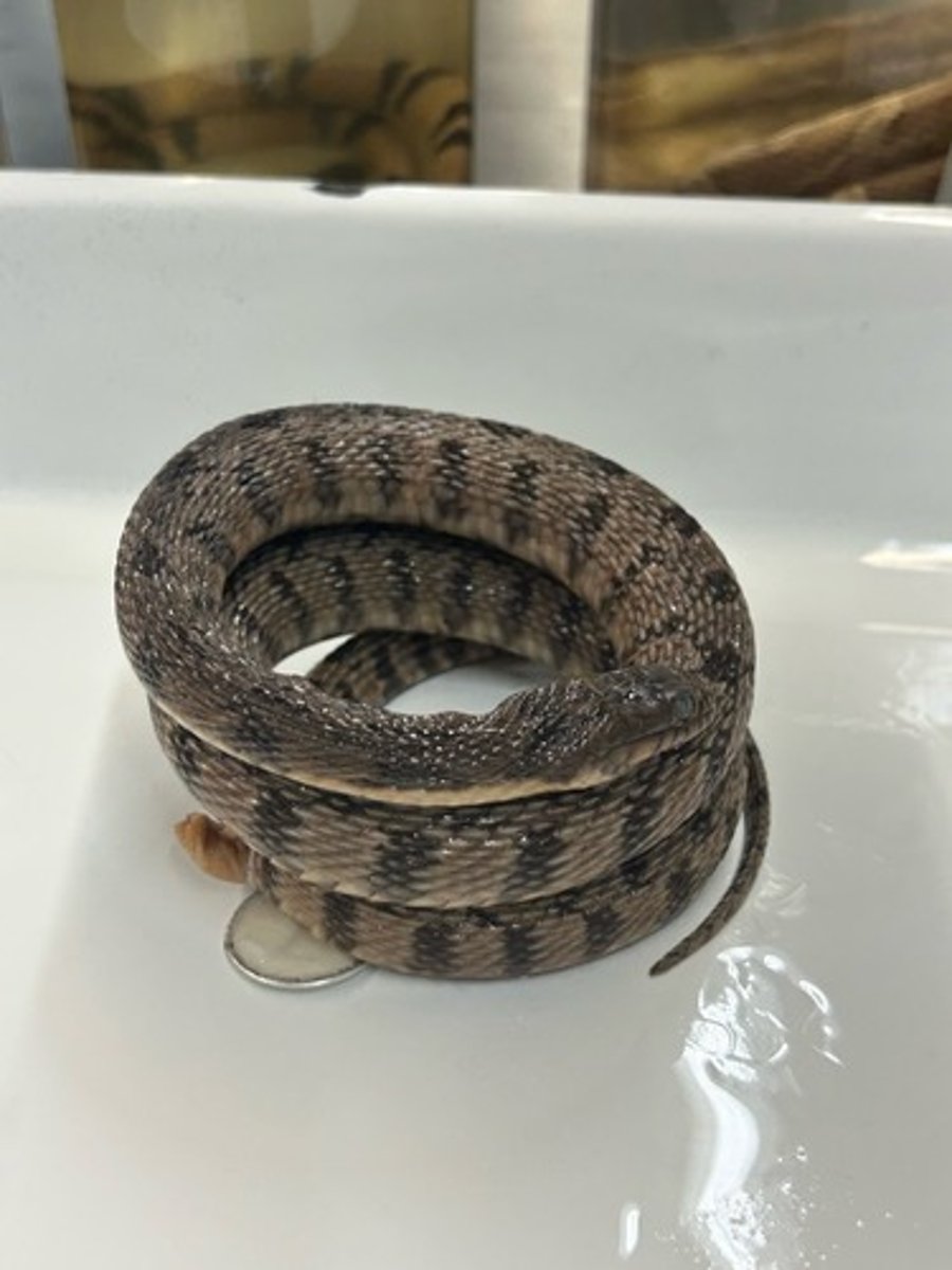 <p>Diamond-backed Watersnake</p>