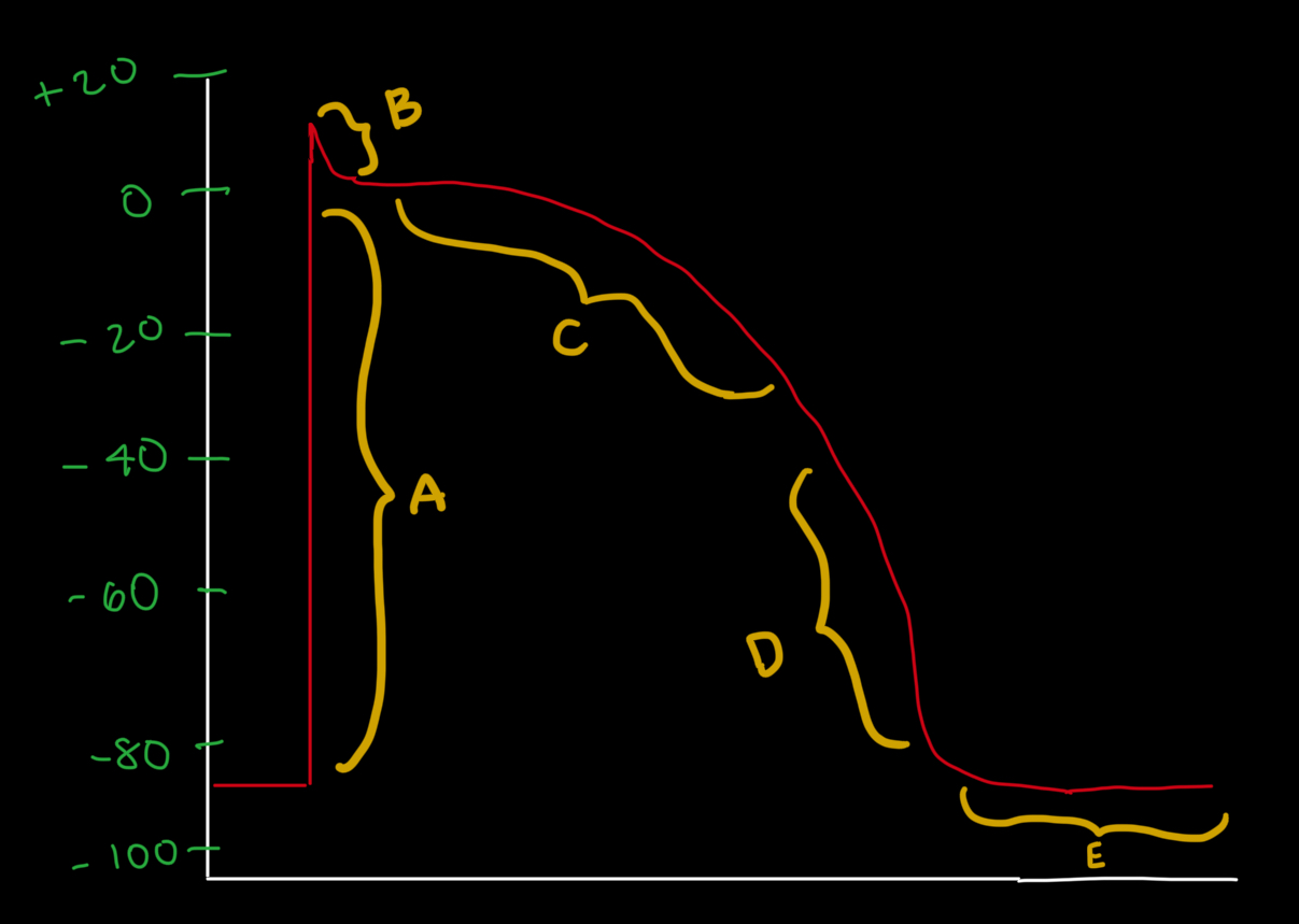 <p><strong>What Phase is C?</strong></p><ul><li><p>Phase 0</p></li><li><p>Phase 1</p></li><li><p>Phase 2</p></li><li><p>Phase 3</p></li><li><p>Phase 4</p></li></ul><p></p>