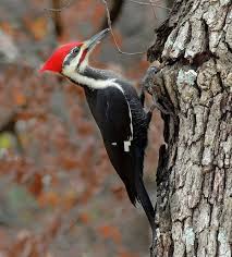 <p>What bird is this?</p>